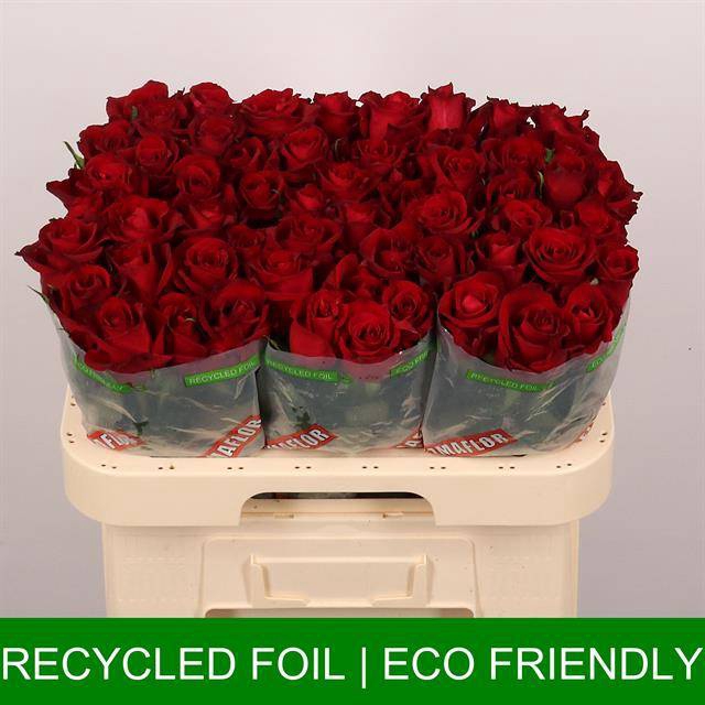 <h4>R Gr Ever Red Extra Tima</h4>