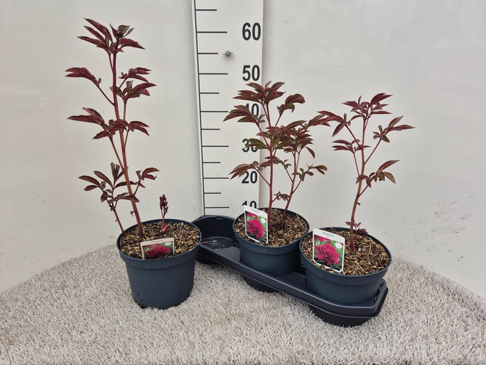 <h4>PAEONIA L KANSAS</h4>