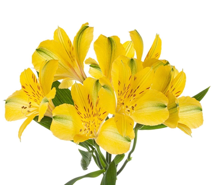 <h4>ALSTR YELLOW</h4>