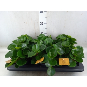 Peperomia obt. 'Green Gold'