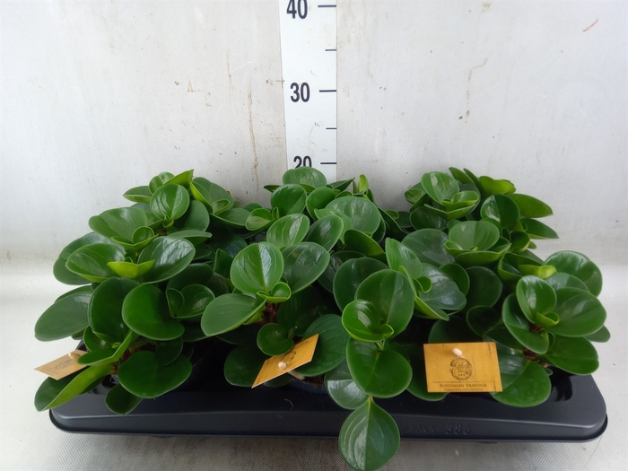 <h4>Peperomia obt. 'Green Gold'</h4>