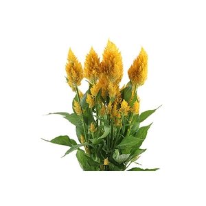 Celosia Sunday Gold Super