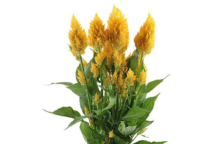 Celosia Sunday Gold Super