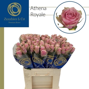 R GR ATHENA ROYALE