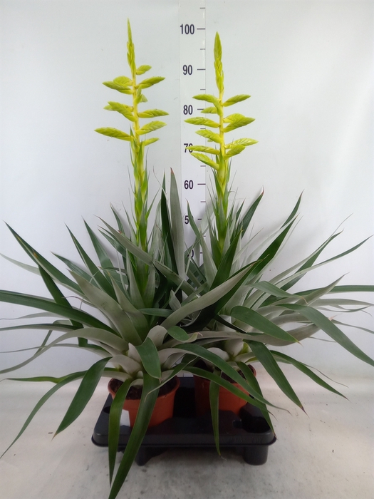 <h4>Tillandsia oerstediana</h4>