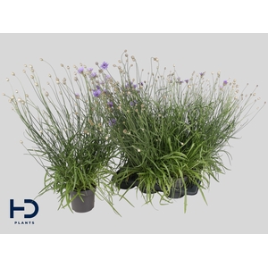 CATAN CAERULEA