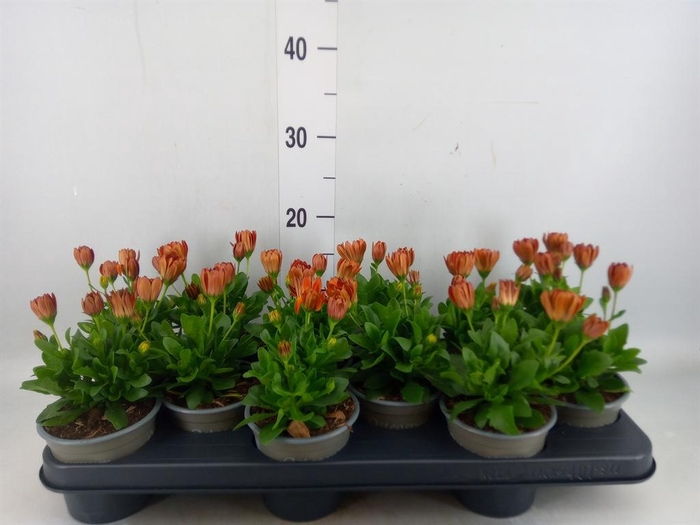 <h4>Osteospermum 'Senorita Lucia'</h4>