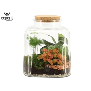 90886: Terrarium Large Square D19 / D21