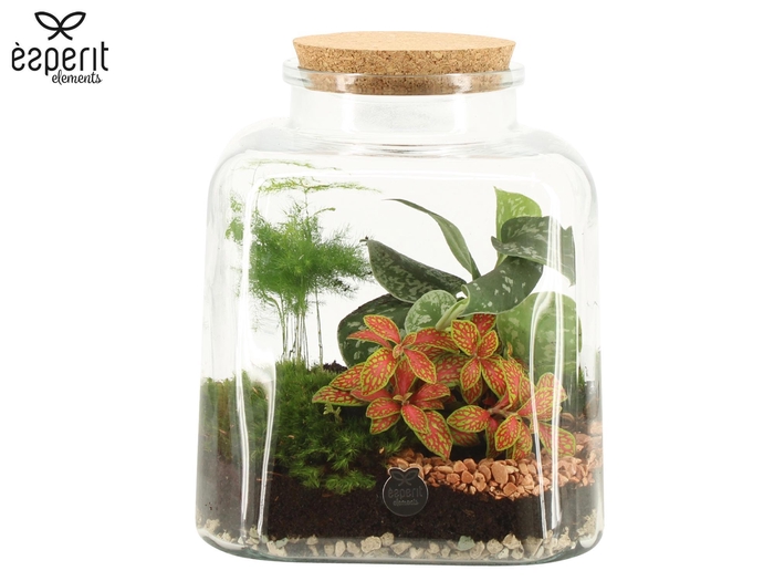 <h4>90886: Terrarium Large Square D19 / D21</h4>