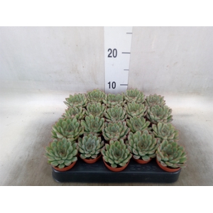 Echeveria   ...