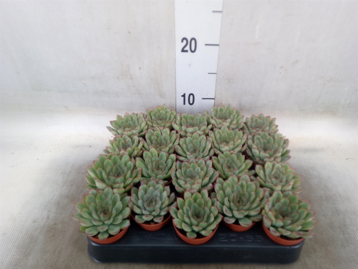 <h4>Echeveria   ...</h4>