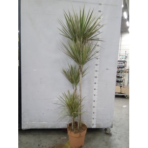 Dracaena marg. 'Bicolor'