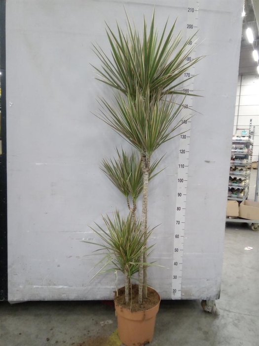 <h4>Dracaena marg. 'Bicolor'</h4>