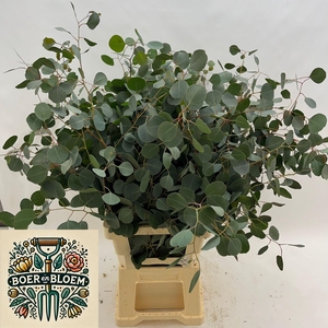 EUC POLYANTHEMO P BS