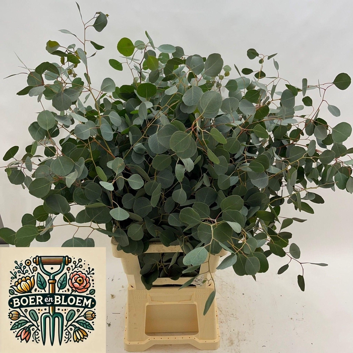 <h4>EUC POLYANTHEMO P BS</h4>