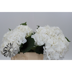 Hydrangea white verena