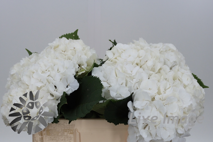 <h4>Hydrangea white verena</h4>