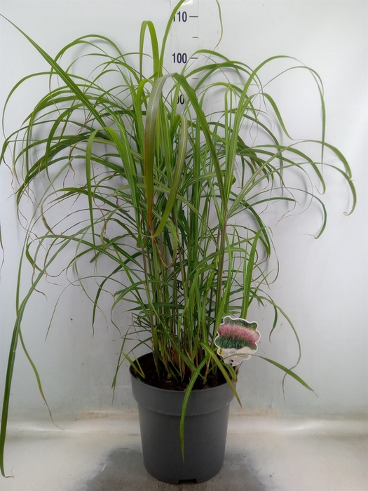 <h4>Miscanthus sin.</h4>