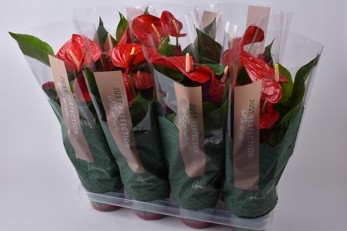 <h4>Anthurium Minnesota "Just Perfection"(XL FLowers)</h4>