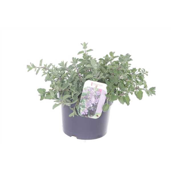 <h4>Nepeta faassenii Walkers Low</h4>