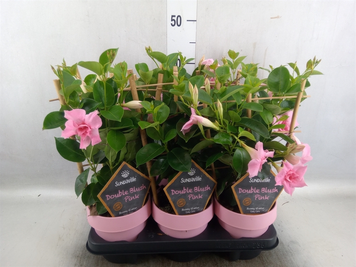 <h4>Mandevilla  'Sundavil Dbl Blush Pk'</h4>