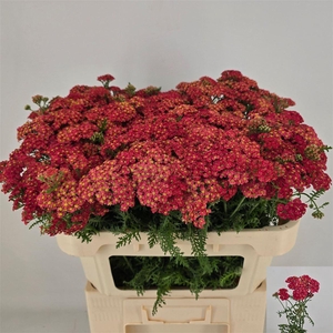 Achillea M Paprika
