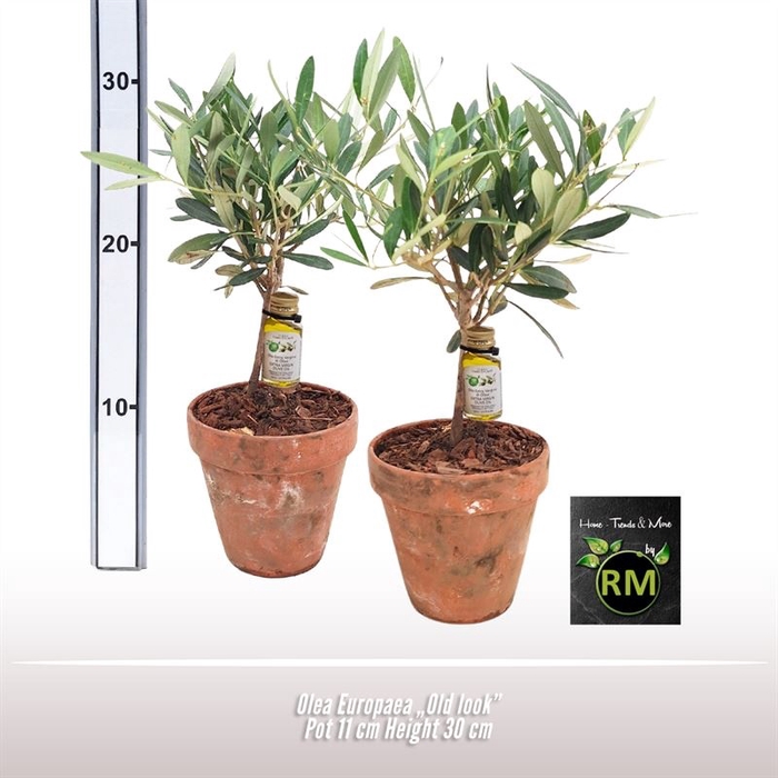 <h4>Olea Europaea Old Look</h4>