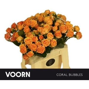 R TR CORAL BUBBLES