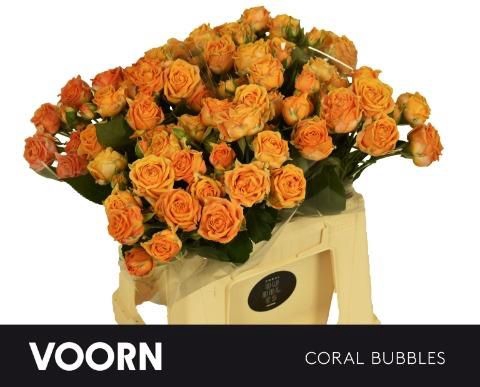 <h4>R TR CORAL BUBBLES</h4>