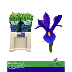 Iris Blue Magic