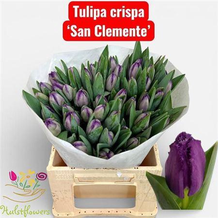 <h4>Tu Fr San Clemente</h4>