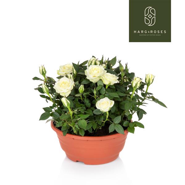 <h4>Rosa Kordana Schaal Wit</h4>