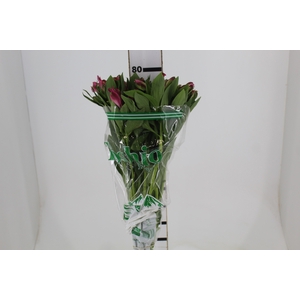ALSTROEMERIA JUMBO 080 CM ROSA