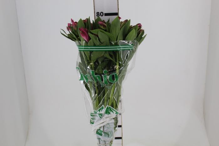 <h4>ALSTROEMERIA JUMBO 080 CM ROSA</h4>