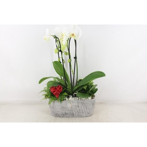 arr2 PL - Ker. aswan ovaal Phal. 250/2