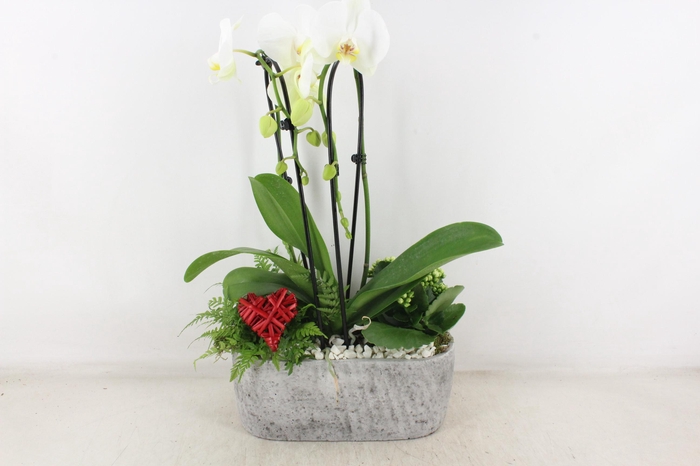 <h4>arr2 PL - Ker. aswan ovaal Phal. 250/2</h4>