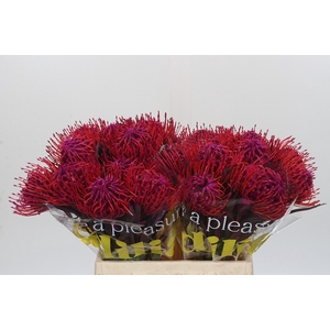 Nutans Painted Cerise