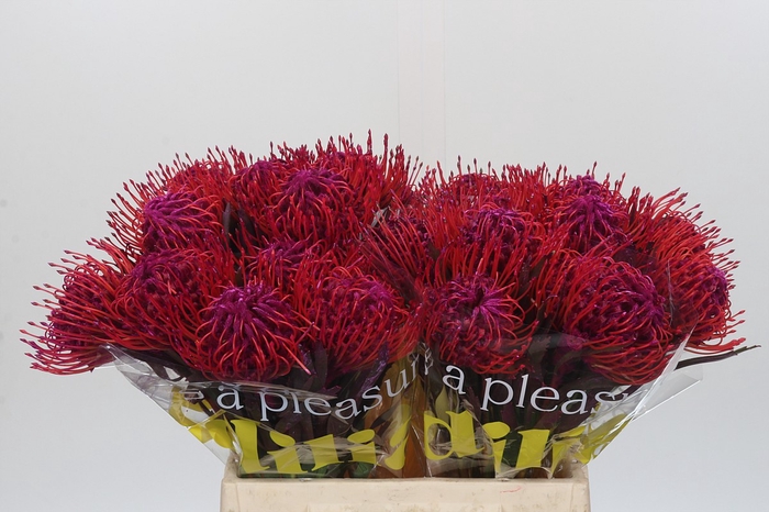 Nutans Painted Cerise