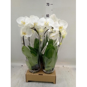 Phalaenopsis  'Elegant Cascade'