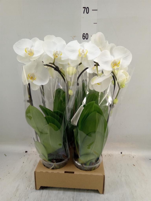<h4>Phalaenopsis  'Elegant Cascade'</h4>
