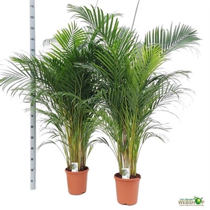 Areca lutescens 23Ø 150cm 20pp
