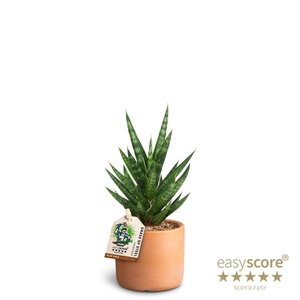 SANSEVIERIA TRIFASCIATA