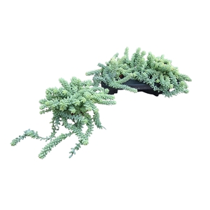 SEDUM BURRITO