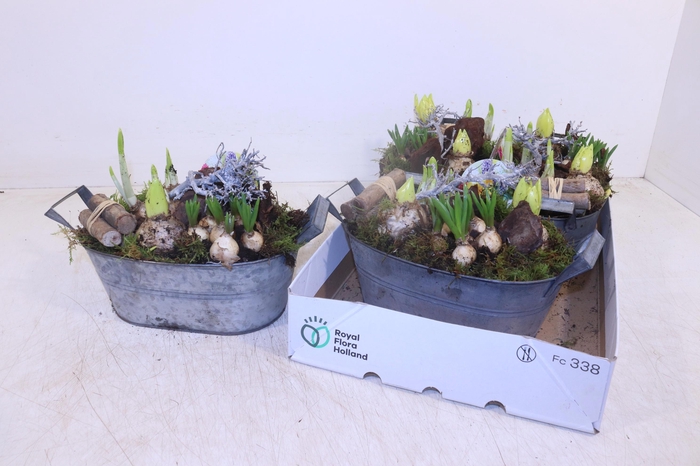 <h4>Arr Bol Knolgewas</h4>