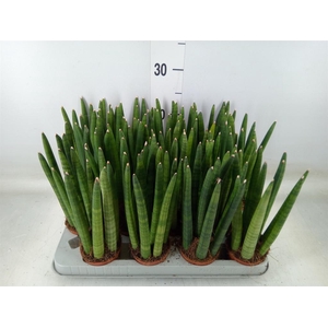 Sansevieria cyl.  ...