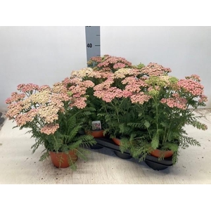 ACHI MILLEFOLIUM