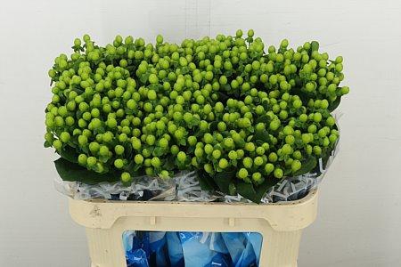 <h4>HYP COCO BAMBOO</h4>