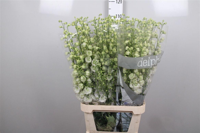 <h4>Delph Du Dewi Siberia</h4>