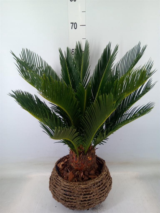 <h4>Cycas revoluta</h4>
