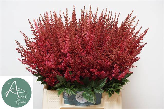 <h4>ASTIL AR PAUL GAARDE</h4>